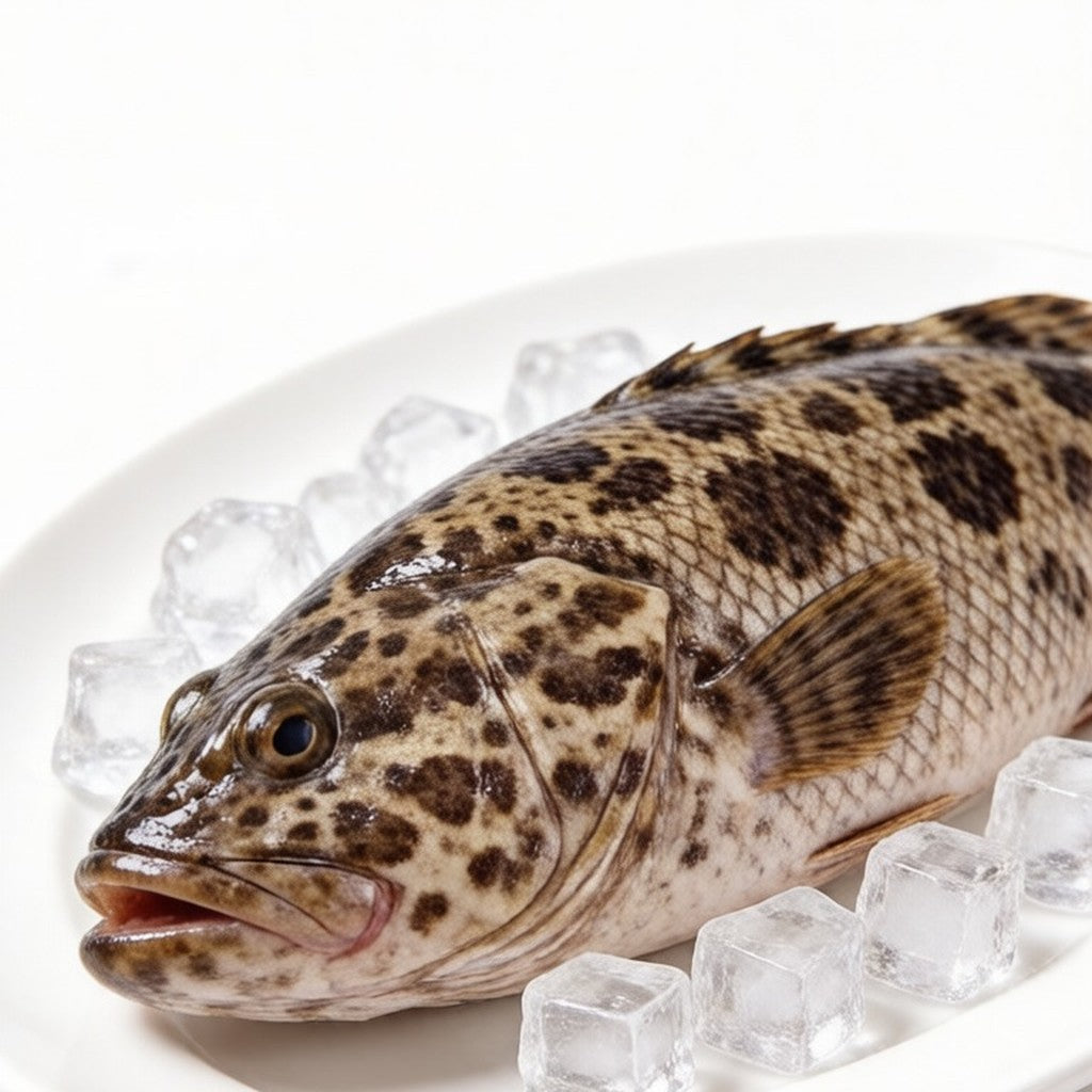 Whole grouper on crushed ice
